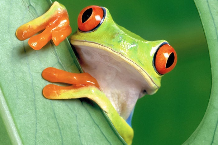 red eyed tree frog