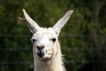 Meta releases Code Llama LLM for coding